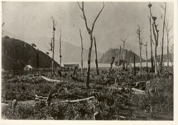 Ngakuta Bay in 1860s. Trees in foreground, farm buildings in background. 