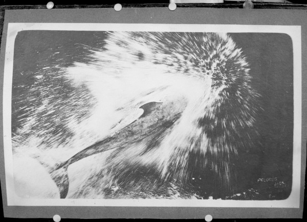 Dolphin diving into waves alongside a boat. 